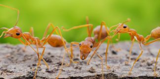 Ant attack
