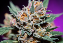 Exploring the Cherry Gelato Strain A Sweet Cannabis Experience