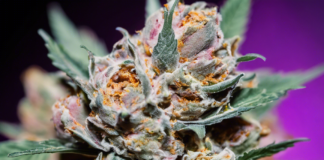 Exploring the Cherry Gelato Strain A Sweet Cannabis Experience