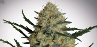 Exploring the Potent Effects of Blackwater Strain