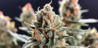 Exploring the Sweet and Balanced Effects of Fruit Pops Strain