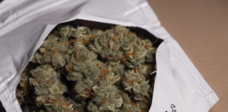 Unveiling the Potency of Doggy Bag A Strain Review