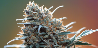 Unveiling the Winter Sunset Cannabis Strain